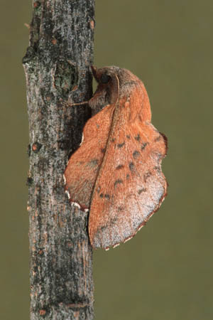 Phyllodesma termulifolia, Kleine Eichenglucke  TLM/Buchner